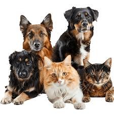 dogs and cats 2.jpeg